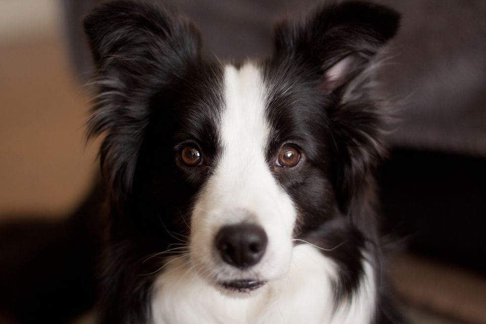 Cachorro Border Collie: saiba tudo sobre a raça aqui