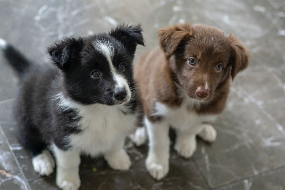 Border Collie