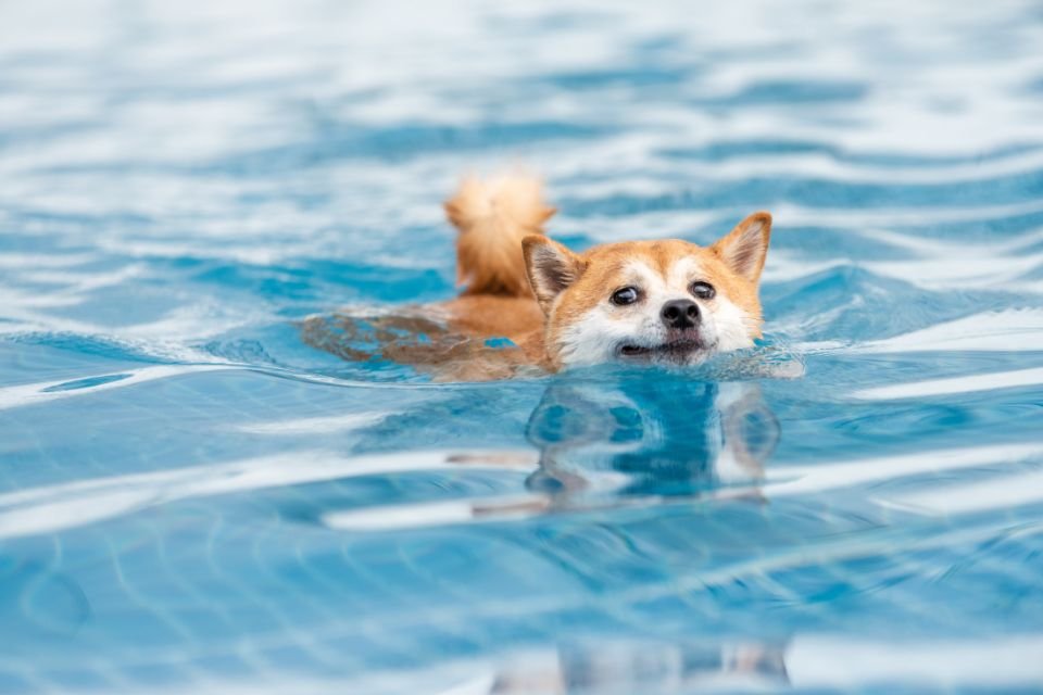 Cão nadando