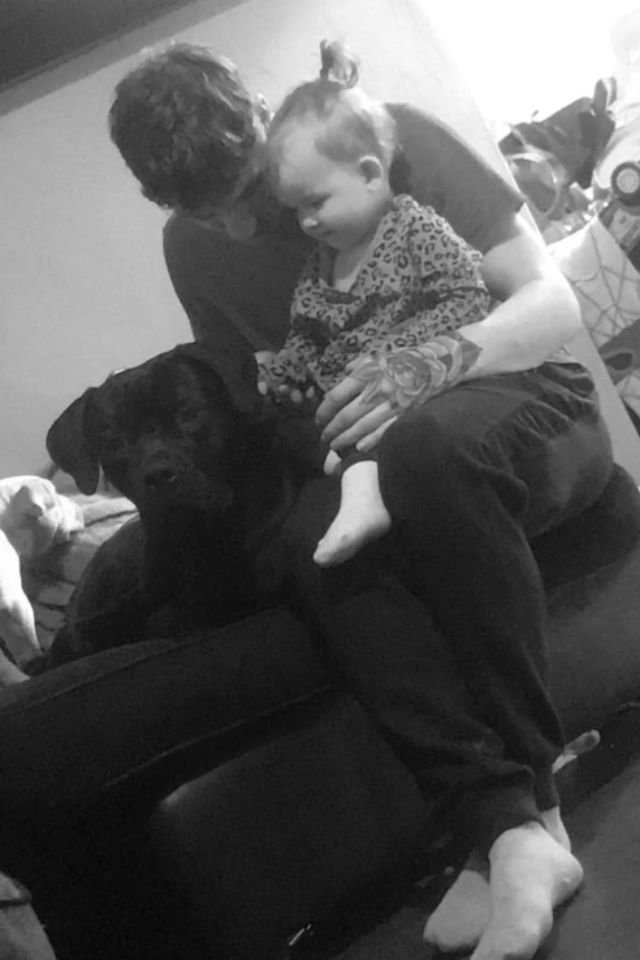 Cane Corso