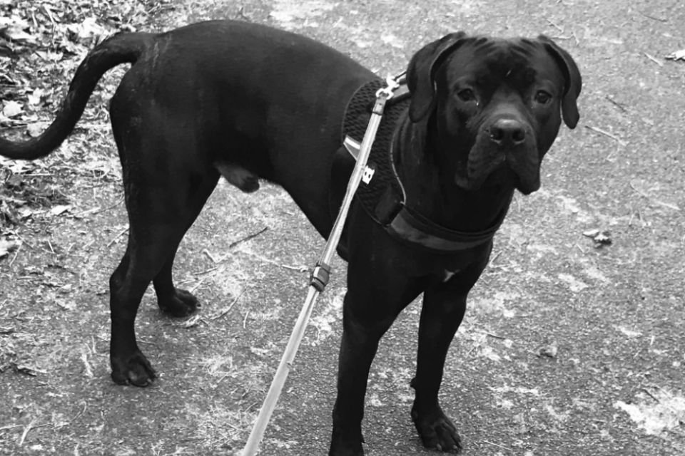 Cane Corso