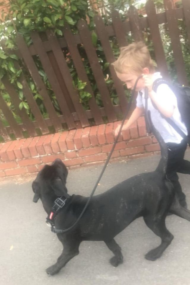 Cane Corso