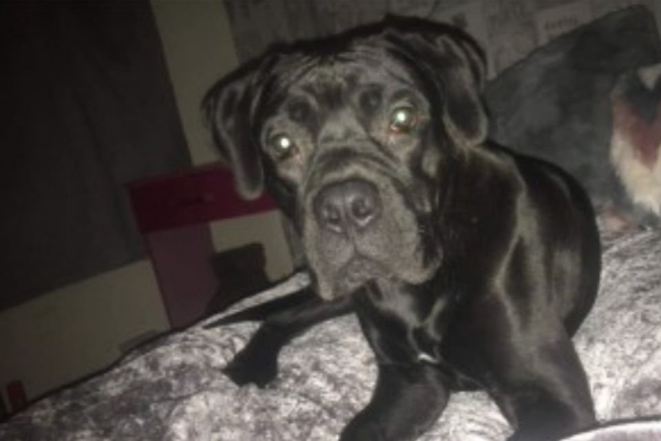 Cane Corso