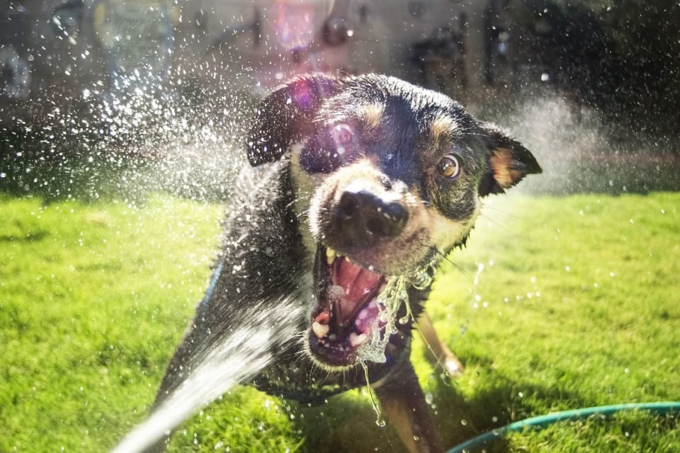 Cachorro brincando com água