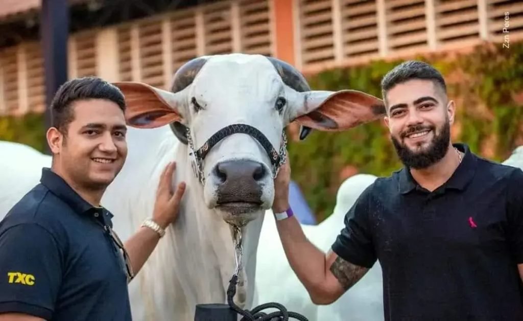 Foto colorida dos cantores Henrique e Juliano ao lado de nelore
