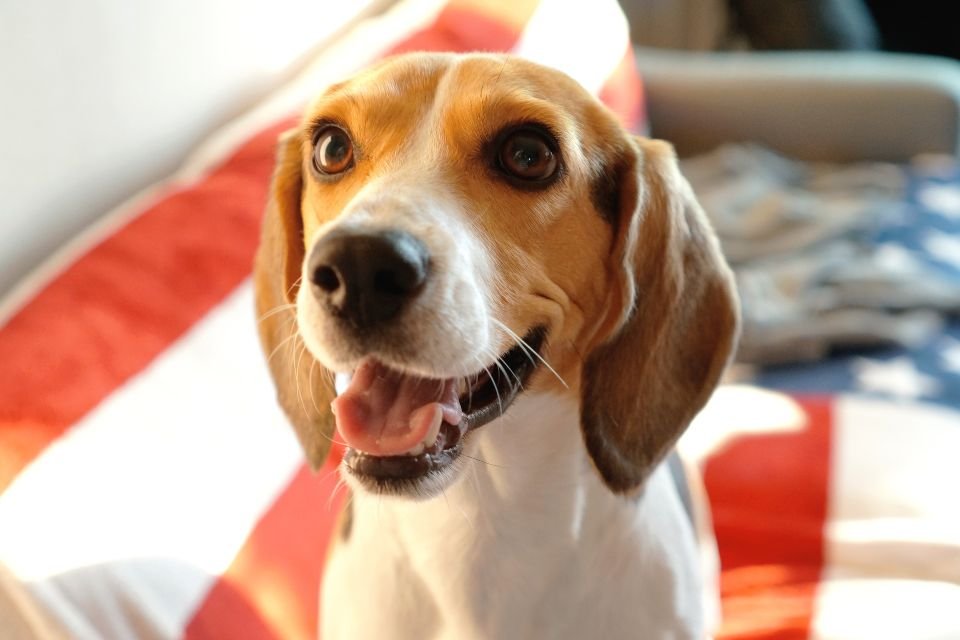 Beagle