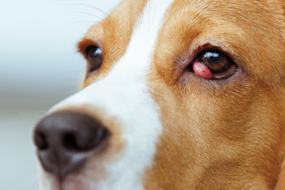 Beagle