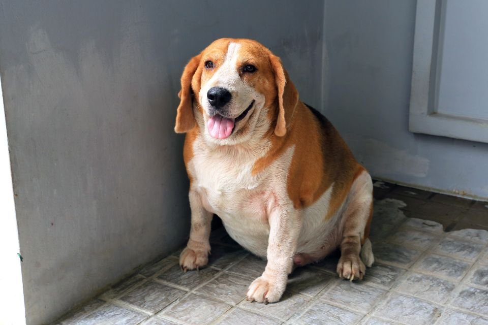 Beagle
