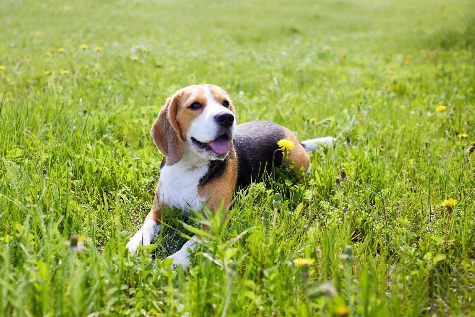 Beagle