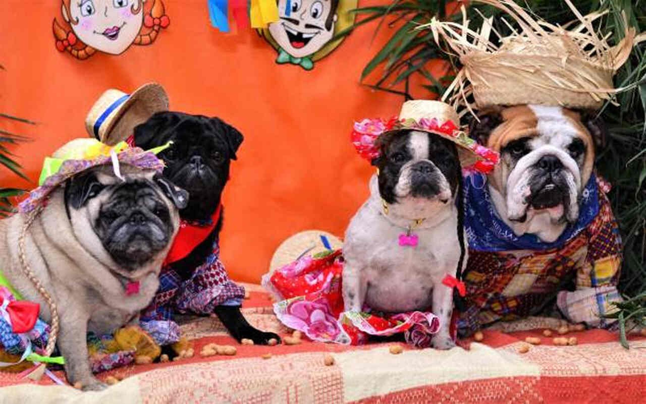 Na foto, vários cachorros fantasiados com roupas de festas juninas - Metrópoles