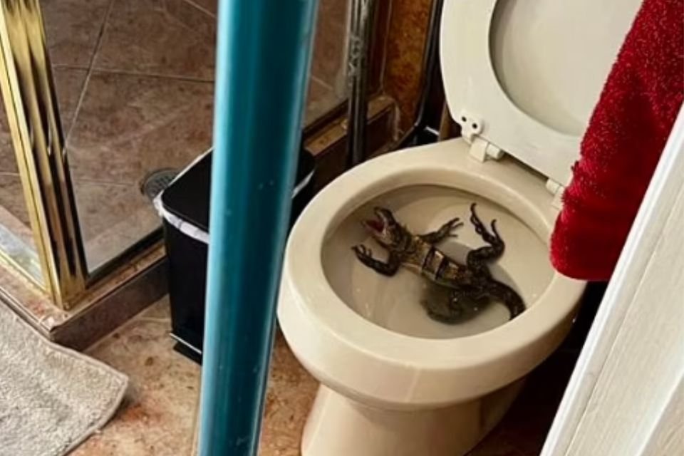 Iguana