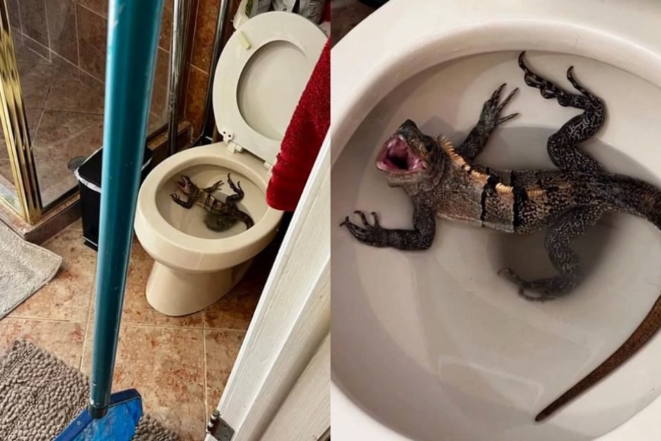 Homem é surpreendido por iguana dentro do vaso sanitário “Godzilla”