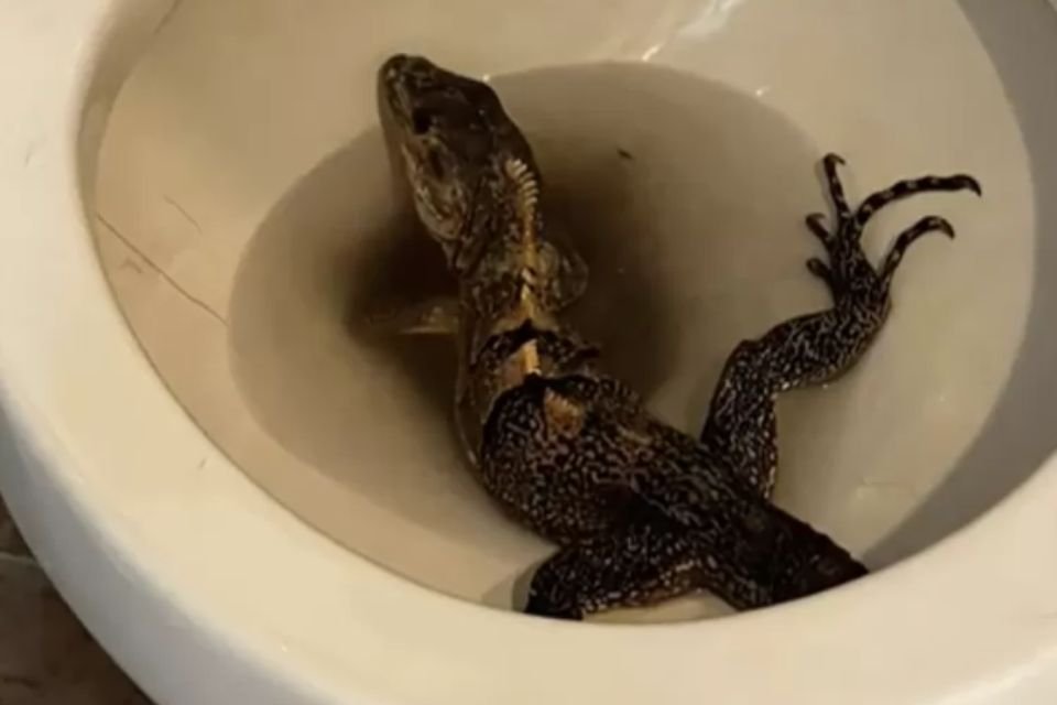 Iguana