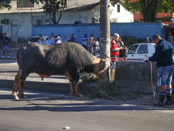 Búfalo desorientado invade rua e deixa motoristas assustados no RJ