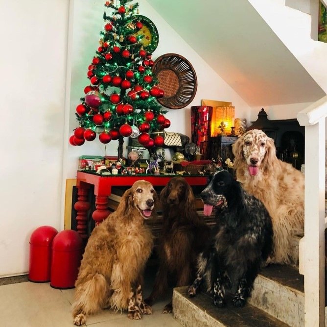 Na foto, vários cachorros posam ao lado de uma árvore de Natal - Metrópoles