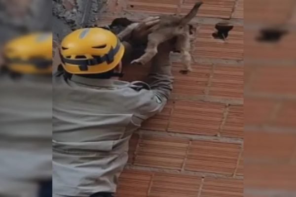 goias filhote resgatado em construção