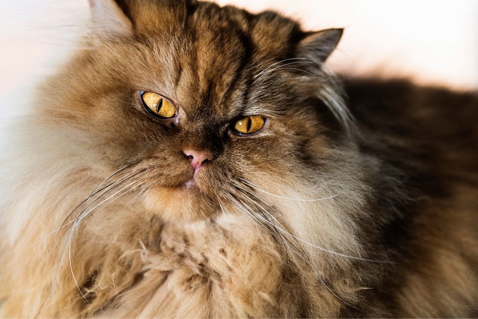Gato persa