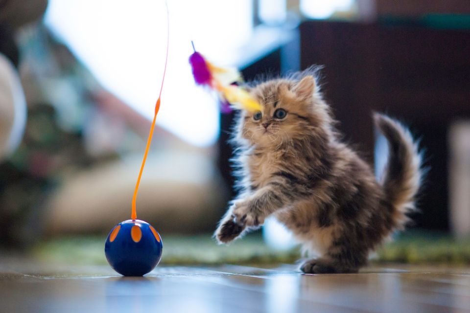 Gato persa