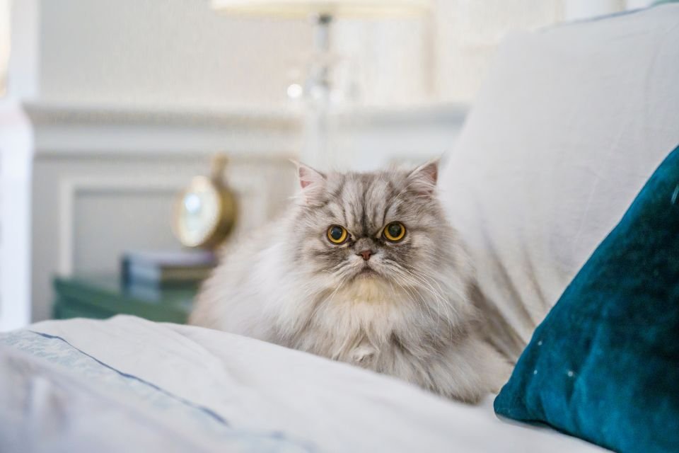 Gato persa