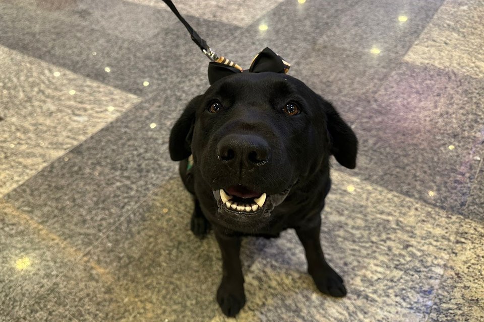 Cadela que está sendo socializada para faze o treinamento de cão-guia
