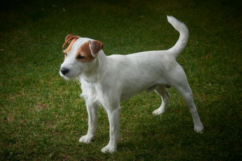 Parson russell terrier