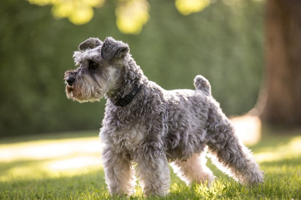 Schnauzer