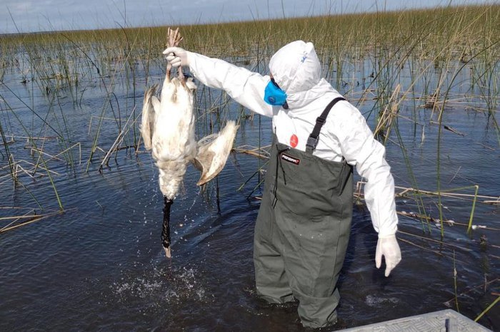 Gripe aviária: estação ecológica é interditada após morte de cisnes