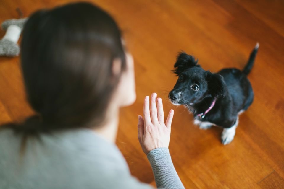 Expert revela a única palavra que não deve ser usada para ensinar cães