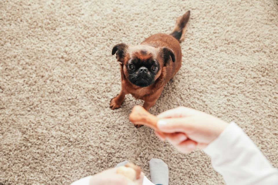 Expert revela a única palavra que não deve ser usada para ensinar cães