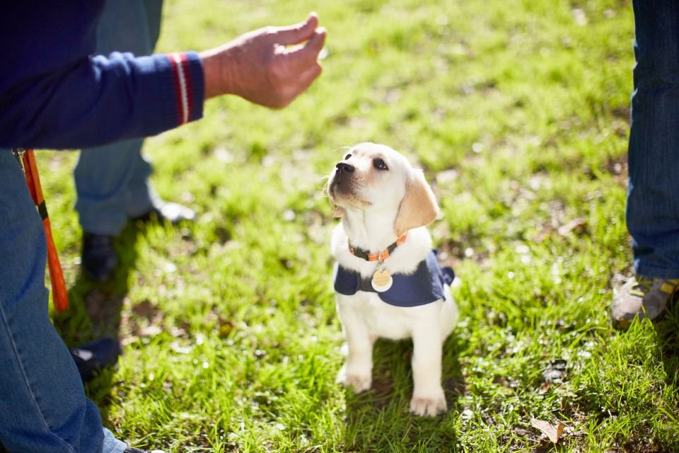 Expert revela a única palavra que não deve ser usada para ensinar cães