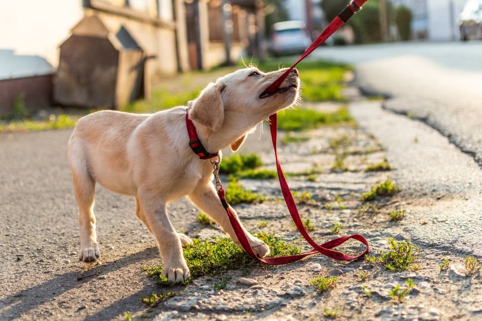 Expert revela a única palavra que não deve ser usada para ensinar cães