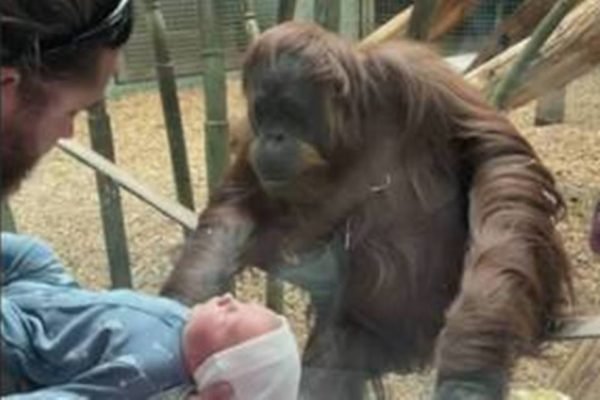Na foto, um orangotando se aproxima de um homem com um bebê no colo - Metrópoles