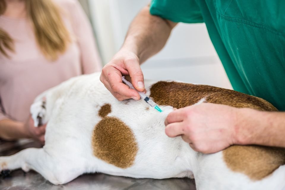 Vacinação em pet