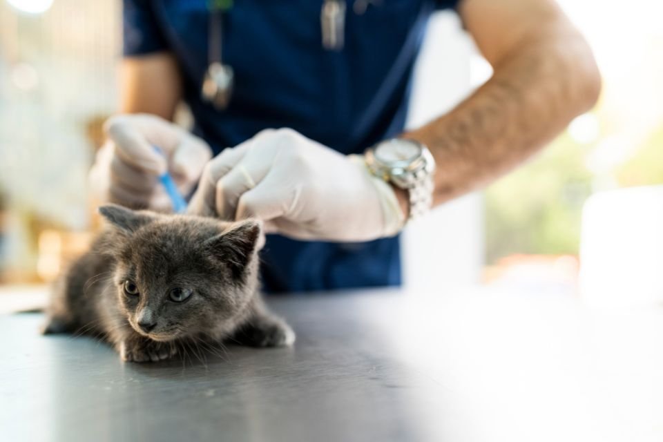 Vacinação em pet