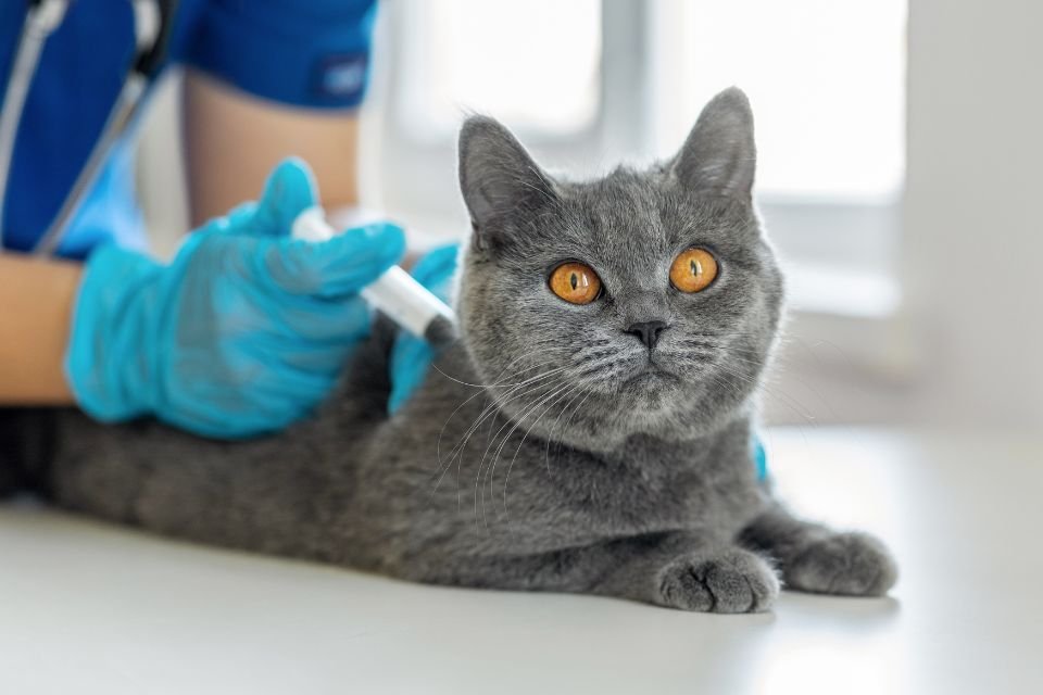 Vacinação em pet