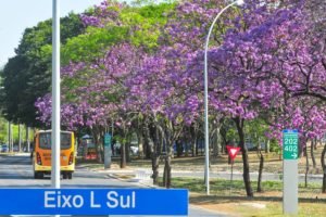 Preparem as câmeras: floradas de ipês em Brasília começam neste mês