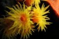 Imagem colorida de um coral-sol nas cores laranja e amarelo - Metrópoles
