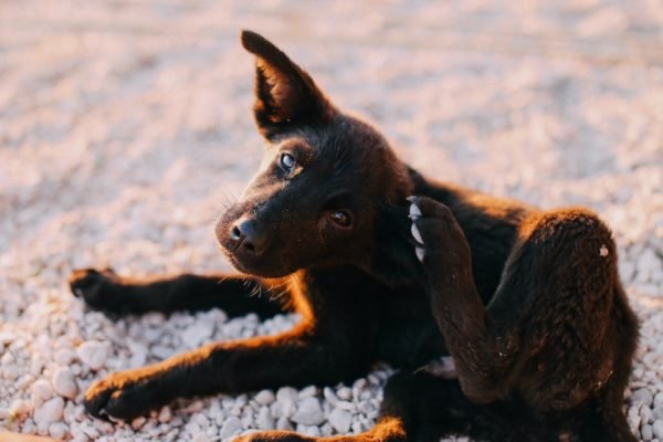 Na foto, um cachorro preto se coçando - Metrópoles