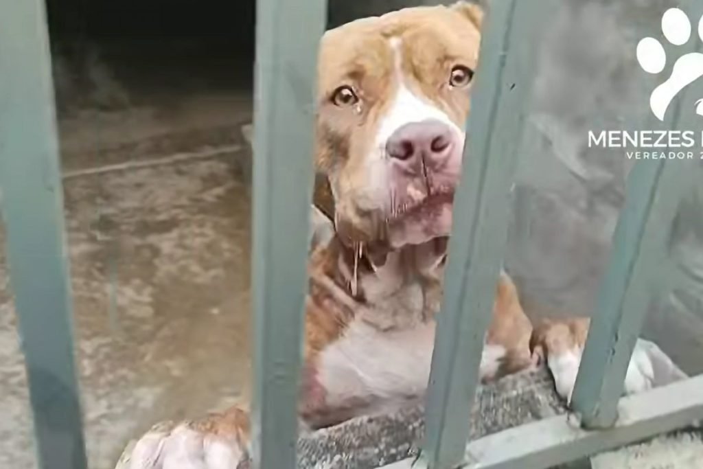 Ataque de pitbulls oito pessoas ficam feridas no interior de SP