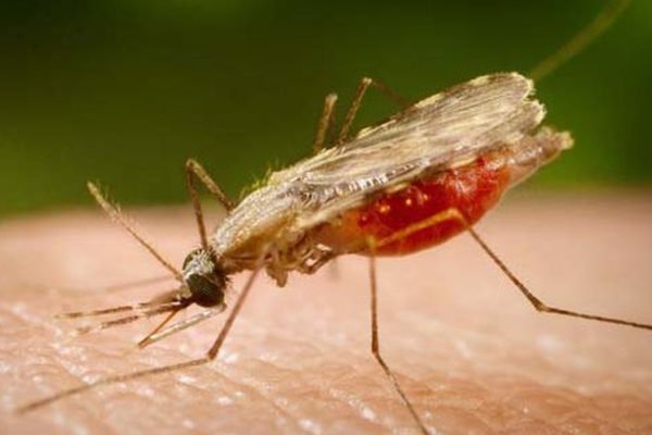 Crescimento de casos de malária acende alerta em São Paulo