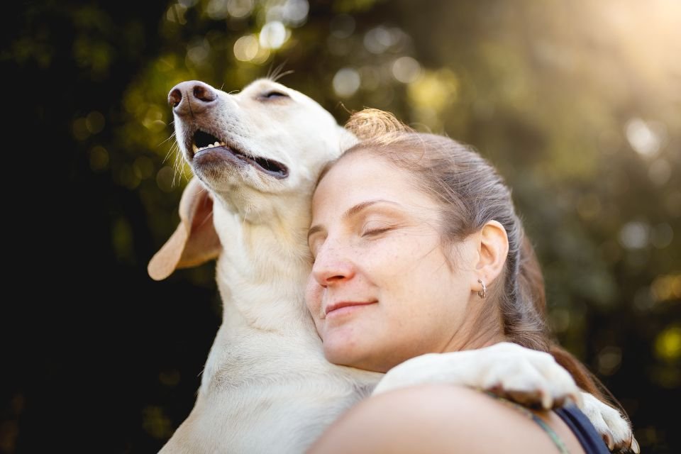 Abraçar cães