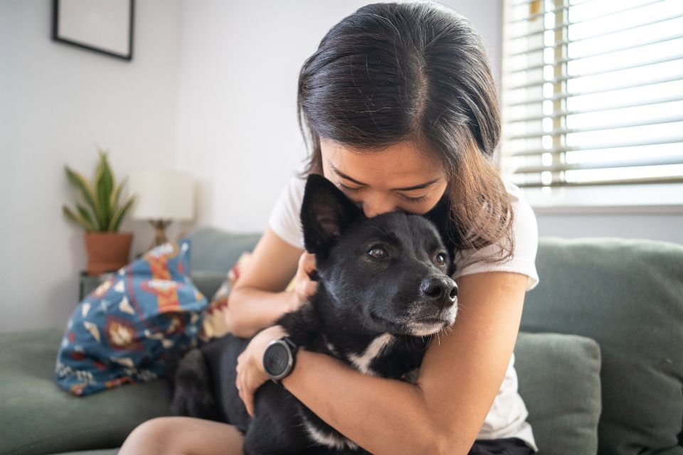 Abraçar cães