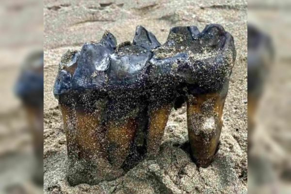 Foto colorida do dente de mastodonte - Metrópoles