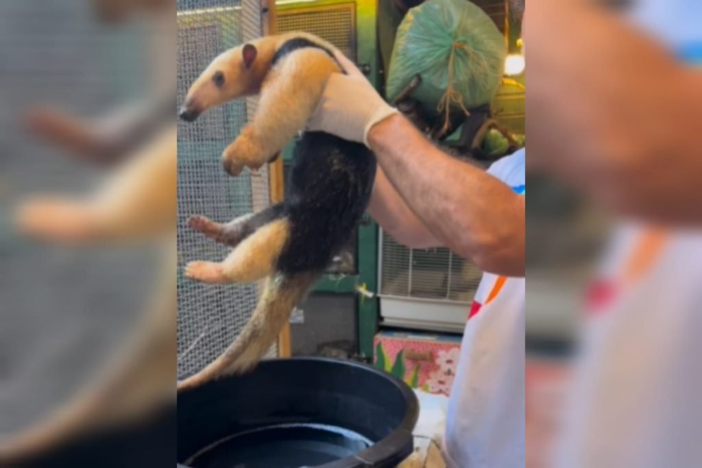 Filhote de tamanduá foi encontrado em lixeira do Jardim Botânico do Rio de Janeiro em maio. Ele foi batizado de Renato pelos tratadores