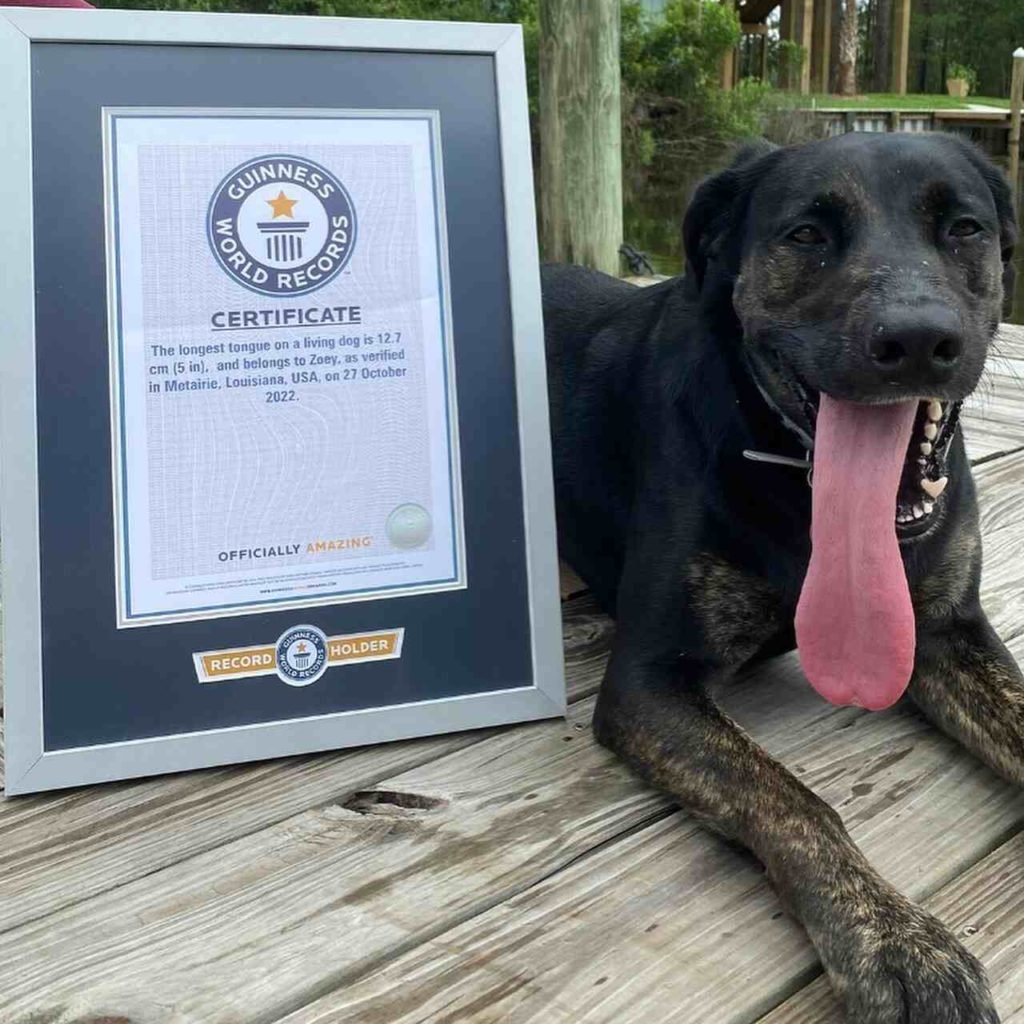 Na foto, um cachorro com língua para fora posa para a câmera - Metrópoles