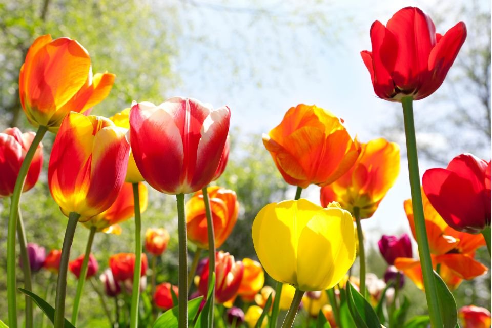 Tulipa