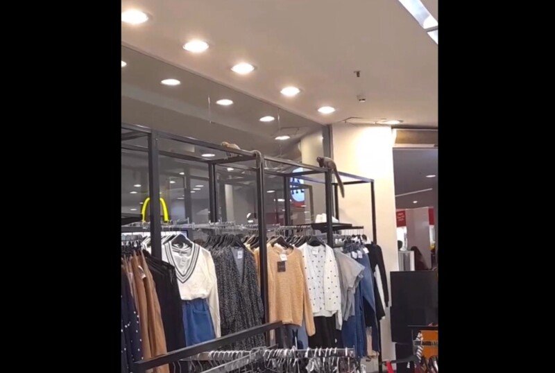 Vídeo: micos entram em loja de departamento em shopping do RJ