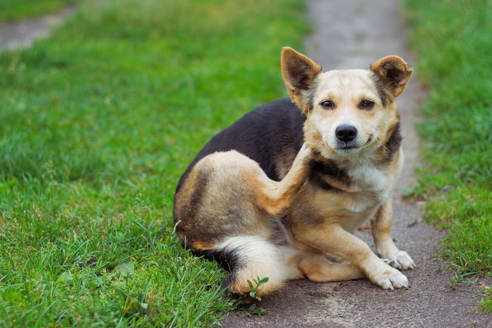 Cachorro se coçando em meio o gramado