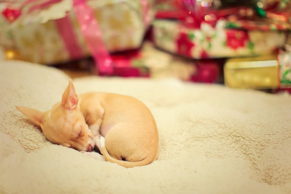 Cachorro com frio