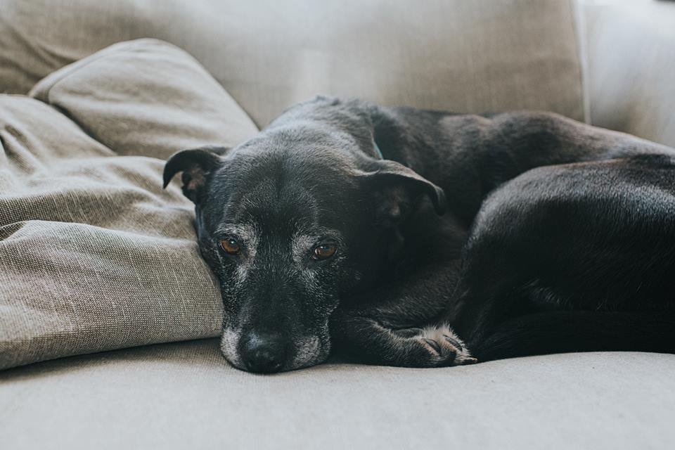 Cão idoso